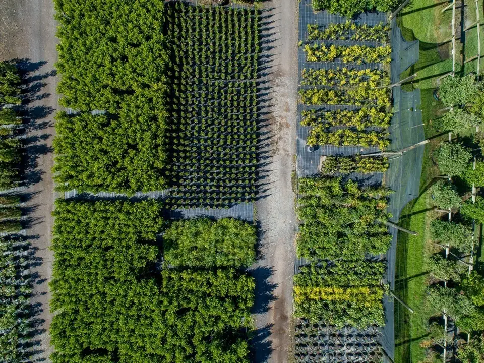 An aerial view of nursery trees and shrubs arranged in rows.
