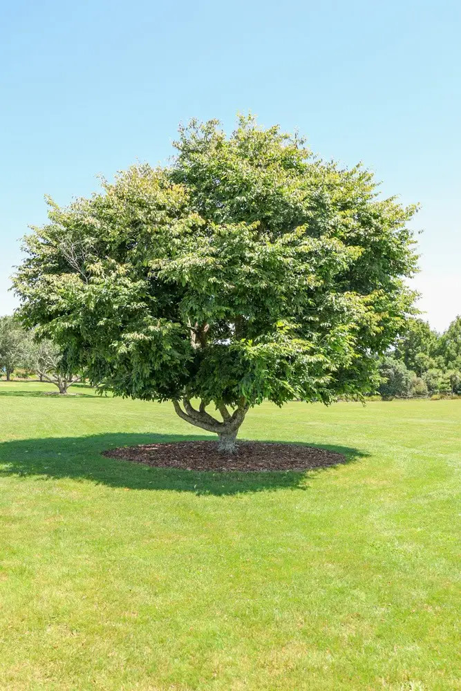 A broad-canopied specimen tree growing on a lawn.