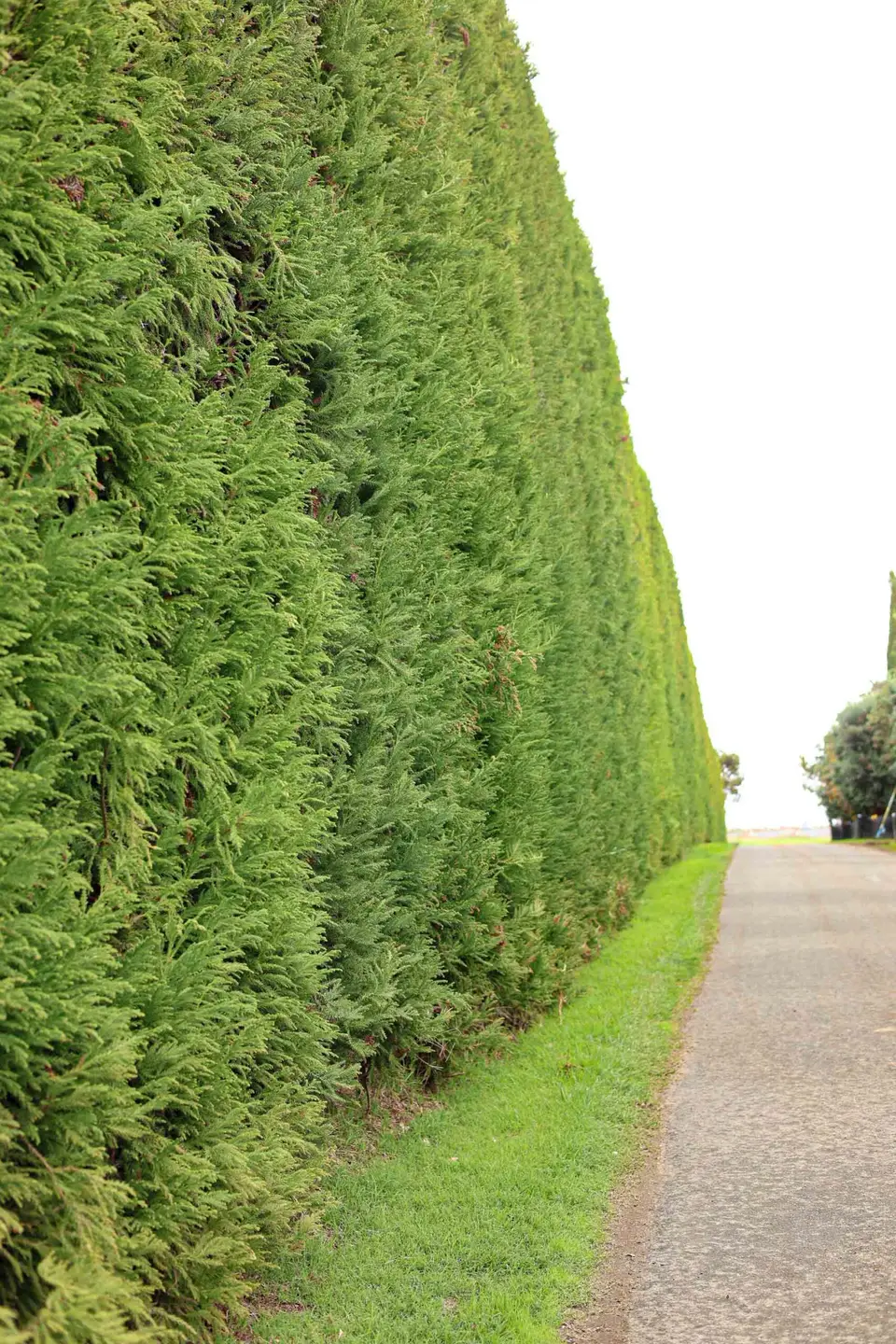 A tall, established Cryptomeria hedge beside a nursery driveway.