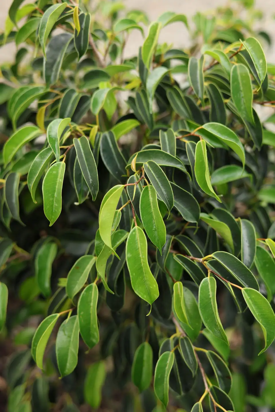 A close-up of glossy green leaves.