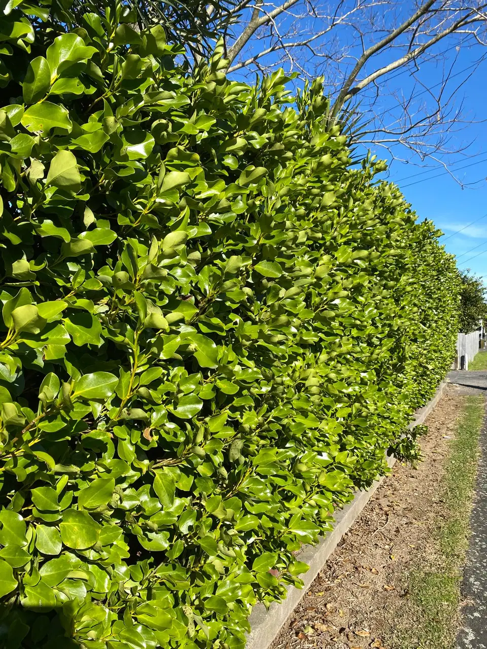 A dense green Griselinia hedge along a garden boundary.