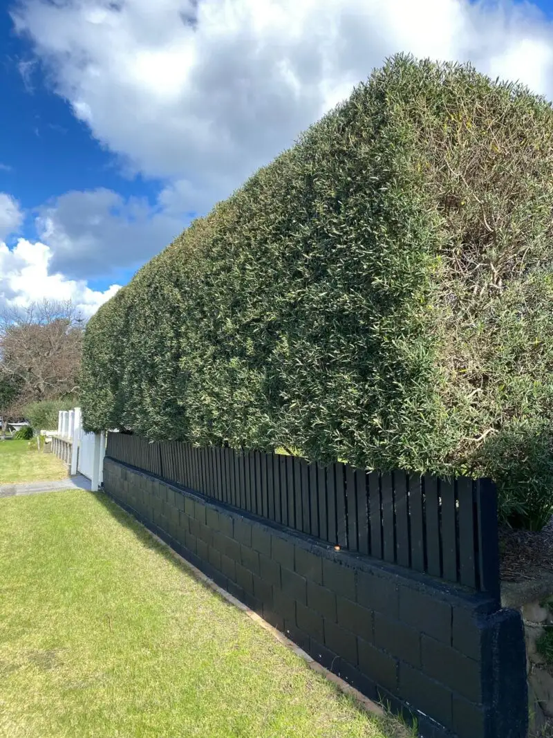 A clipped hedge above a dark boundary fence.