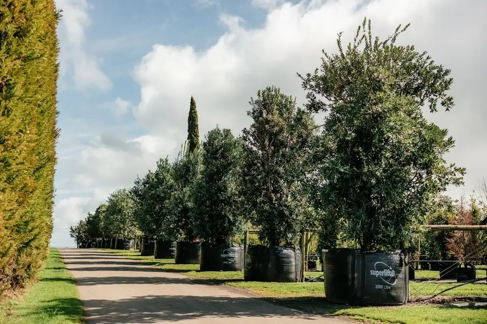 Large potted trees lined along a nursery driveway.